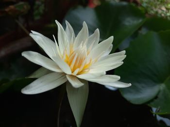 Close-up of white flower