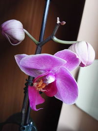 Close-up of purple orchid