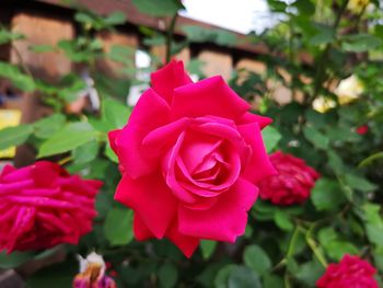 Close-up of pink rose