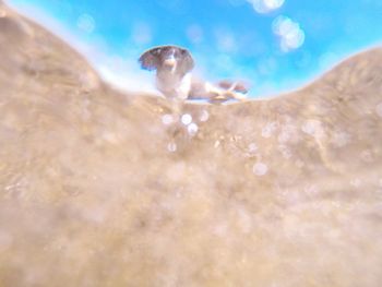 Jellyfish swimming on sunny day