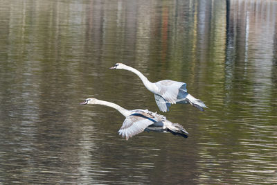 Bird flying over lake