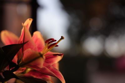 Close-up of pink flowering plant