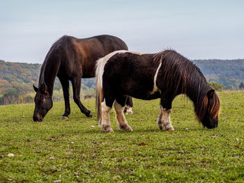 Horses grazing in a field