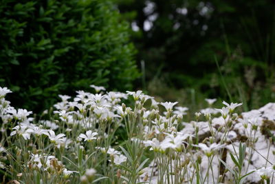 Close-up of white flowering plants on field
