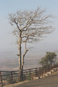 Bare tree on landscape against clear sky