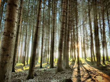 View of trees in forest