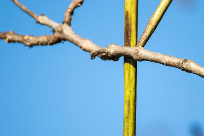 Low angle view of blue sky