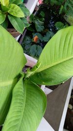 Close-up of a plant