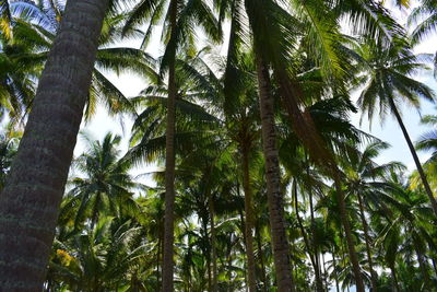 Low angle view of palm trees against sky