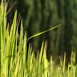 Close-up of grass