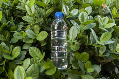 Close-up of plants in farm