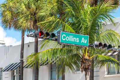 Low angle view of palm trees