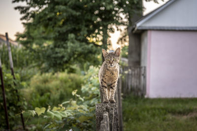 Portrait of cat standing on railing against trees