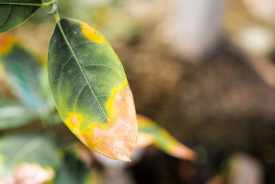 Close-up of leaf on plant during autumn