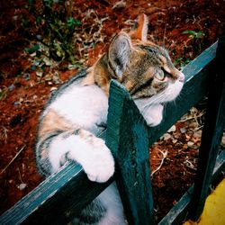 High angle view of a cat