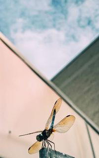 Close-up of dragonfly on plant