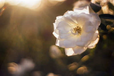 Close-up of white rose flower