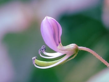 Close-up of purple flowering plant