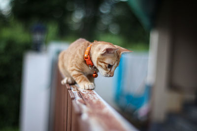 Golden cat waiting on wall