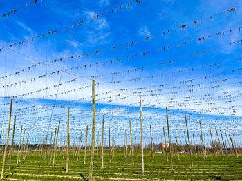 Low angle view of plants growing on field against sky