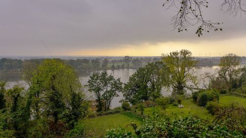 Scenic view of trees against sky