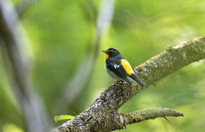 Close-up of bird perching on branch
