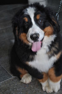 Close-up portrait of dog