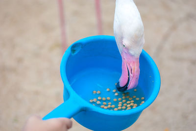 High angle view of hand holding bird