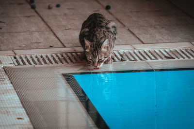 High angle view of cat drinking water in swimming pool