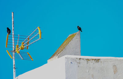 Low angle view of bird perching on building against clear blue sky