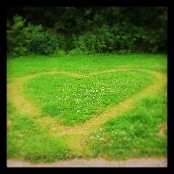 transfer print, grass, green color, auto post production filter, field, grassy, growth, nature, tranquility, green, beauty in nature, plant, selective focus, outdoors, lush foliage, day, no people, landscape, tranquil scene, high angle view