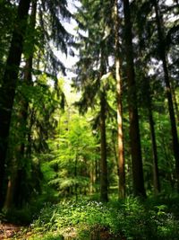 Trees in forest