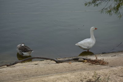 Swan on lake