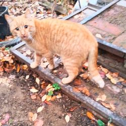 Portrait of ginger cat on field