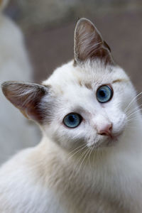 Close-up portrait of kitten