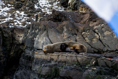 Cat sleeping on rock