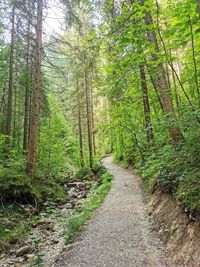 Road amidst trees in forest