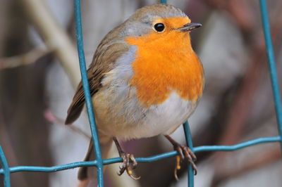 Close-up of bird perching outdoors