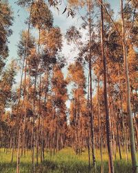 Trees in forest