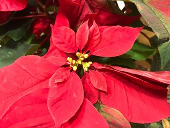 Close-up of red flower blooming outdoors