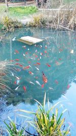 High angle view of koi carps in water