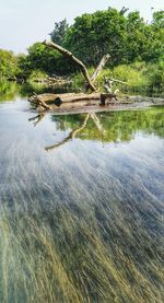 Scenic view of river against trees