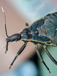 Close-up of insect