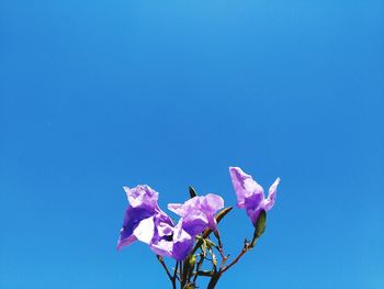 Low angle view of pink flowering plant against clear blue sky