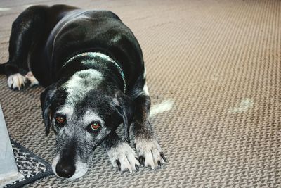 Close-up portrait of black dog lying down