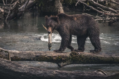 Side view of an animal in water
