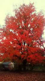 Autumn leaves on tree