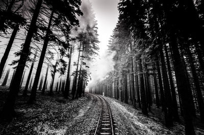 Railroad track amidst trees in forest against sky