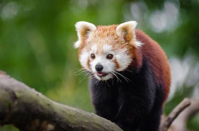 red panda