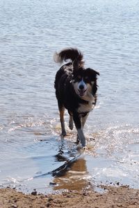 Dog on beach